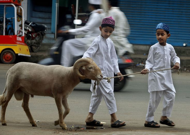 Pashtun kids carrying a sheep for a sacrifice in Eid ul Adha in Pashtun Culture
